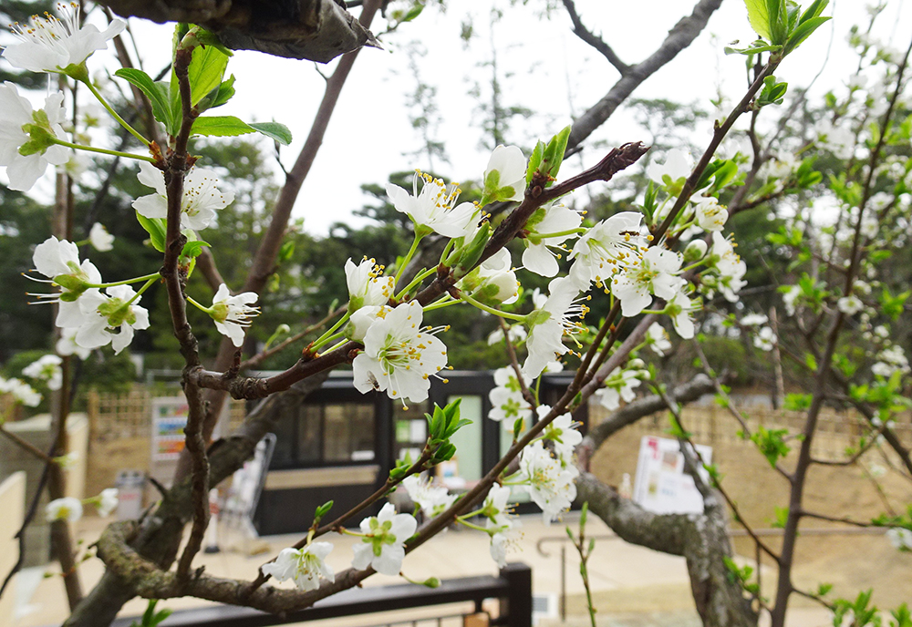 花桃